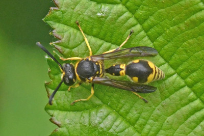 Eumenes papillarius ♂