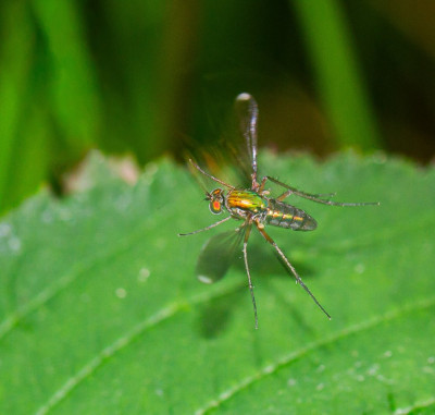 ALB_3535 Poecilobothrus nobilitatus.jpg
