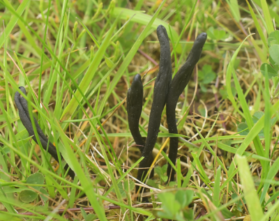 aardtongspec.png