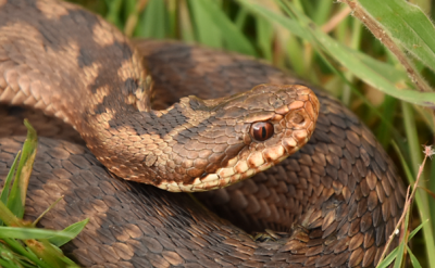 adder2.png