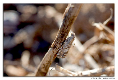 Micro onbekend 240301-034 kopie.jpg