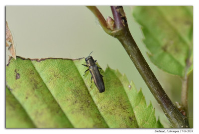 Agrilus angustulus 240617-047 kopie.jpg