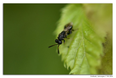 Haltichella rufipes 240617-039 kopie.jpg