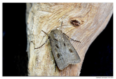Gewone worteluil 240618-01 kopie.jpg