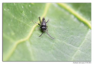 Brachygaster minutus 240619-014 kopie.jpg
