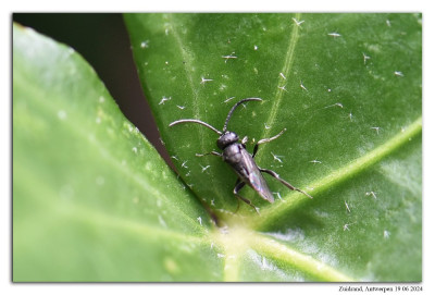 Brachygaster minutus 240619-015 kopie.jpg