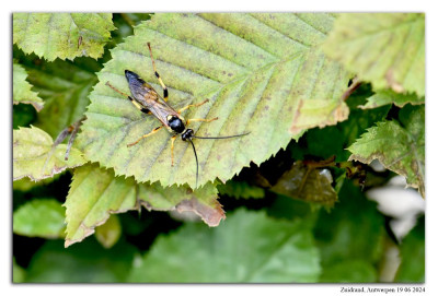 Ichneumon xanthorius 240619-031 kopie.jpg