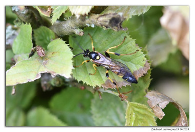 Ichneumon xanthorius 240619-034 kopie.jpg