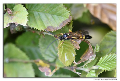 Ichneumon xanthorius 240619-032 kopie.jpg