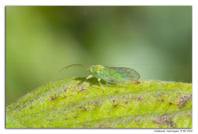 Elzenbladvlo 240619-163 kopie.jpg