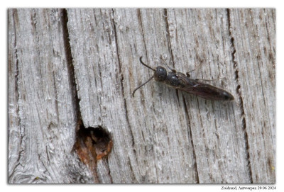 Kleine knotswesp 240620-006 kopie.jpg