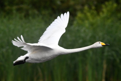 Wilde zwaan