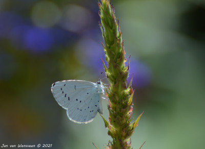 Boomblauwtje - Celastrina argiolus - Capelle aan den IJssel - 16-07-2021.