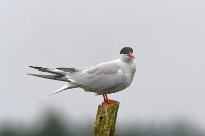 Visdief