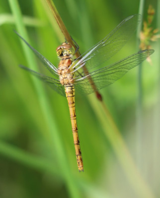 IMG_5744-2 Bruinrode heidelibel (Sympetrum striolatum).JPG