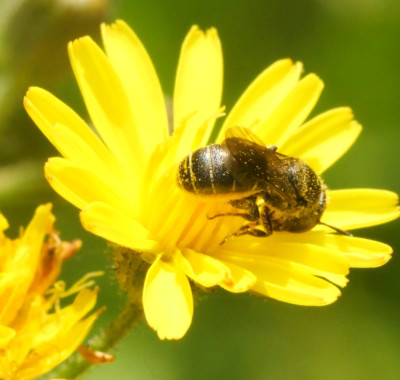 P1017727kopie.JPG