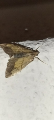 IMG20240627013722.jpg