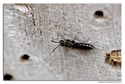 Kleine knotswesp 240630-011 kopie.jpg
