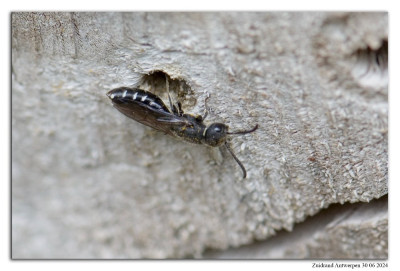 Kleine knotswesp 240630-014 kopie.jpg