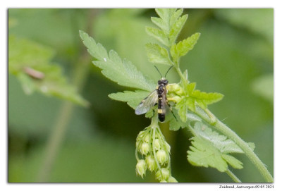 Tenthredo temula 2400509-09 kopie.jpg