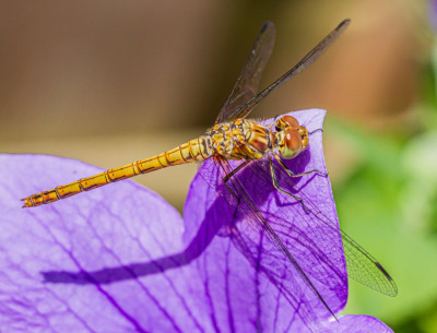 ALB_5558  Butterfly, Bee & Dragonfly.jpg