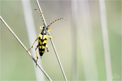 Geringelde smalboktor