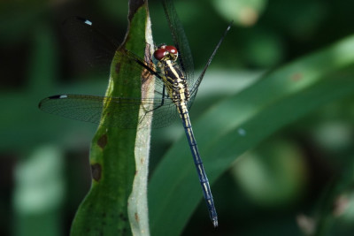 DSC02479 B.JPG