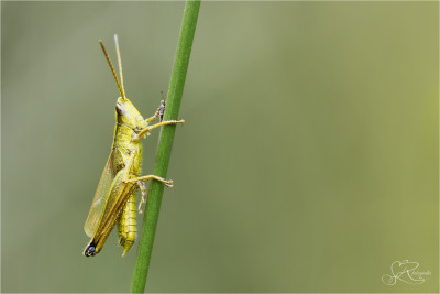Gouden sprinkhaan (man)