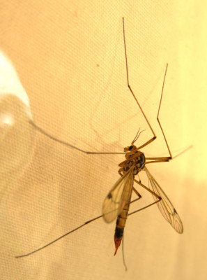 IMG_3757-2 Spoilertijger (Nephrotoma guestfalica).JPG