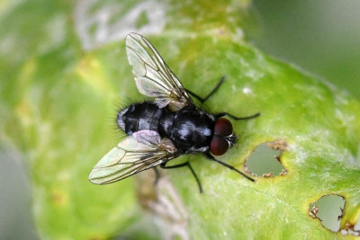 Polietes domitor