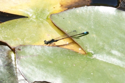 Tropical Bleutail / Ischnura sengalensic mn.