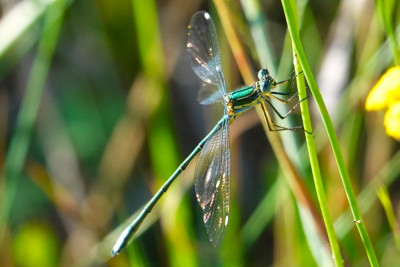 Mountain Malachite / Chlorolestes fasciatus   mn.
