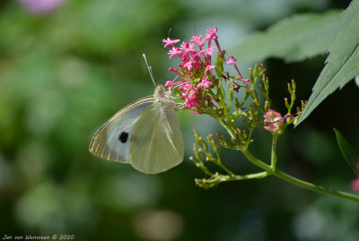 Groot koolwitje - Pieris brassicae