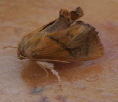 P1019277kopie.JPG