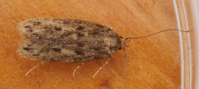 P1019356kopie.JPG
