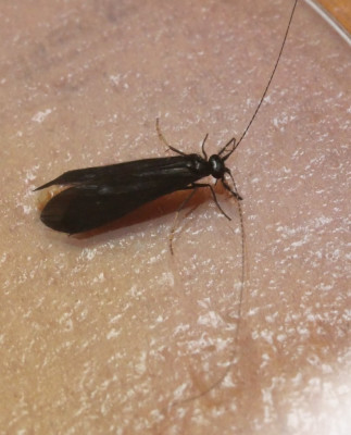 P1019389kopie.JPG