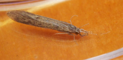 P1019604kopie.JPG