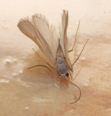 P1019610kopie.JPG