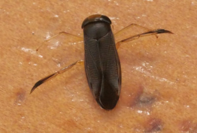 P1019647kopie.JPG