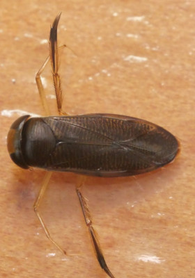 P1019652kopie.JPG