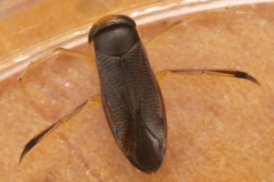 P1019657kopie.JPG