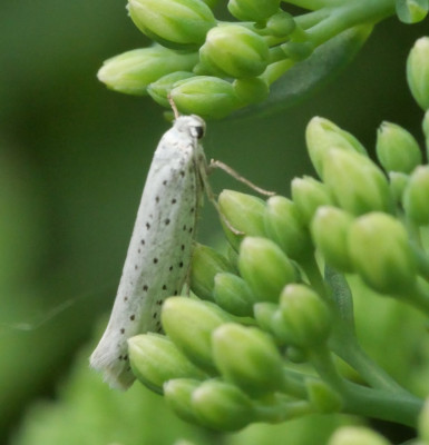 P1019682kopie.JPG