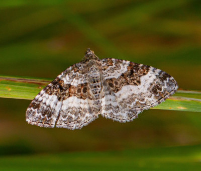 ALB_6370  Mothing.jpg