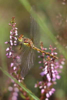 IMG_1118-2 Bruinrode heidelibel.JPG