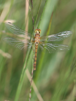 IMG_1120-2 Bruinrode heidelibel.JPG