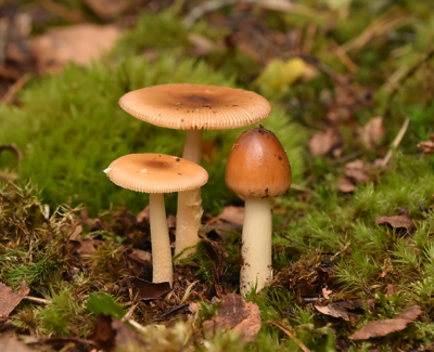 roodbruine slanke amaniet2.png