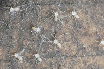 Grote trilspinnetjes