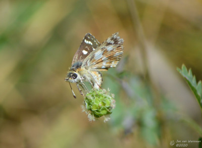 Kalkgraslanddikkopje - Spialia sertorius - Rio Isabena - Spanje.