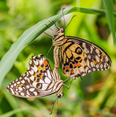 ALB_6711  Vlinders en overige insecten.jpg