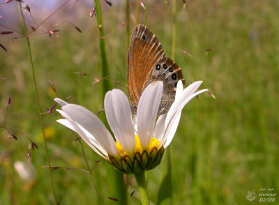 Alpenhooibeestje -Coenonympha gardetta - Lötschental  - Zwitserland